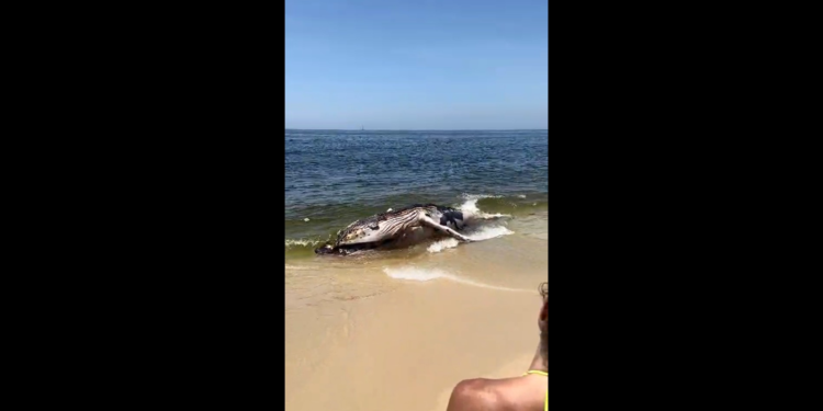 Baleia aparece morta na praia de Maricá