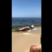 Baleia aparece morta na praia de Maricá