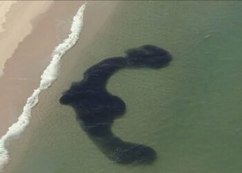 Cardumes formam ‘desenhos’ na Praia da Reserva; veja imagens