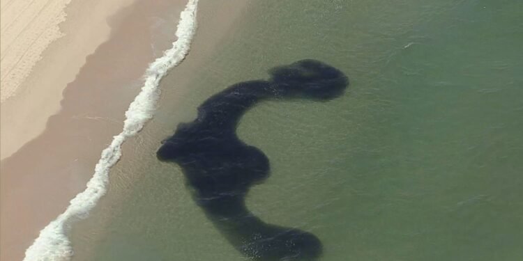 Cardumes formam ‘desenhos’ na Praia da Reserva; veja imagens