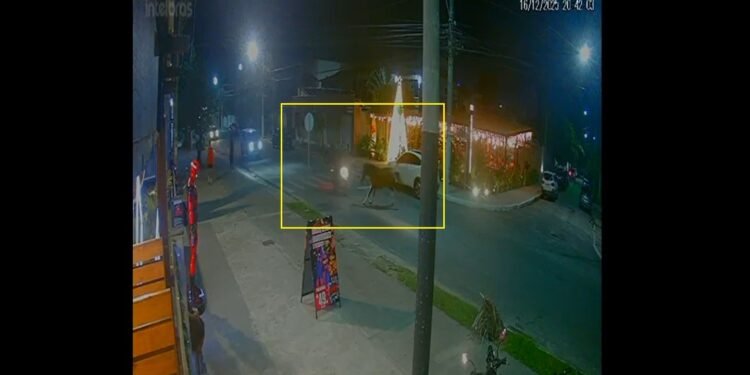 Cavalo solto corre pela avenida e atinge motociclista em Cabo Frio; VÍDEO