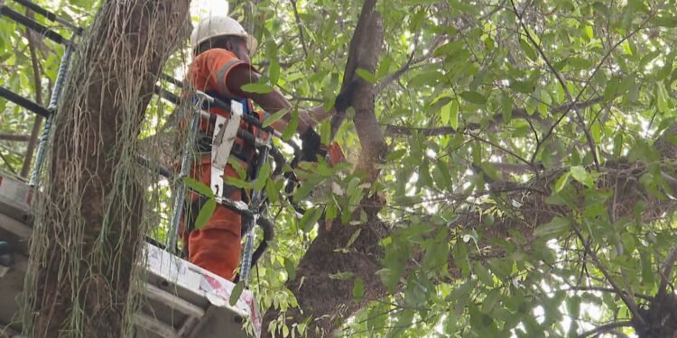 No Rio, 90% dos empreendimentos não comprova comprova que cumpriu obrigações de plantar árvores como medida compensatória