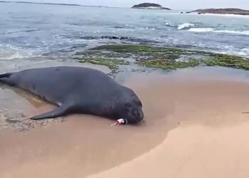 Elefante-marinho com anzol e meninos presos mobilizados resgate em Macaé