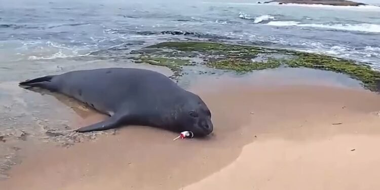 Elefante-marinho com anzol e meninos presos mobilizados resgate em Macaé