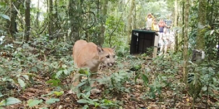 VÍDEO: onça-parda resgatada é devolvida à natureza em Resende