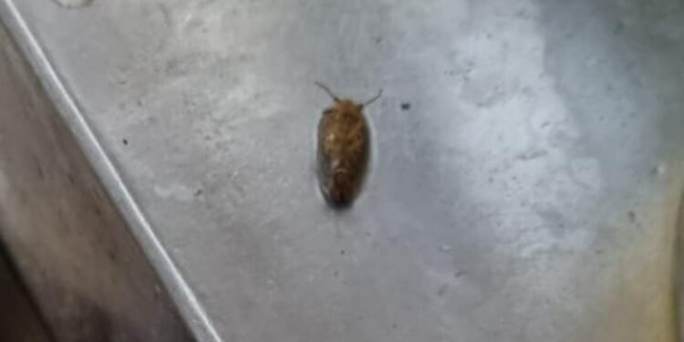 Com baratas e fezes de roedores, dois bares e restaurante japonês são interditados em Botafogo