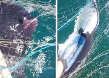 Vídeo mostra pescador devolvendo raia-manta de 80kg em Copacabana