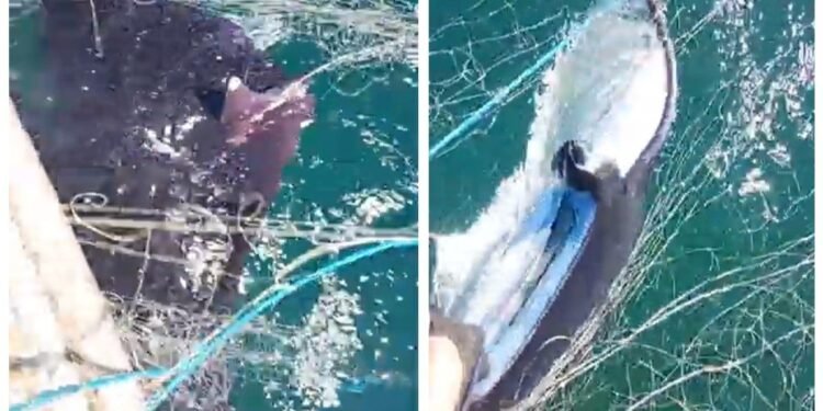 Vídeo mostra pescador devolvendo raia-manta de 80kg em Copacabana