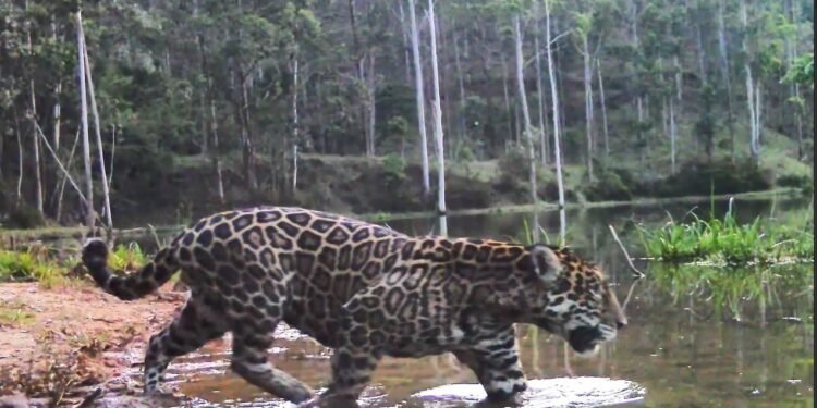 Novos registros da onça-pintada no RJ mostram o felino se refrescando no rio