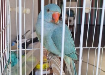 Periquito-indiano ferido é resgatado pela Guarda Ambiental em Cabo Frio