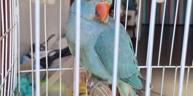Periquito-indiano ferido é resgatado pela Guarda Ambiental em Cabo Frio