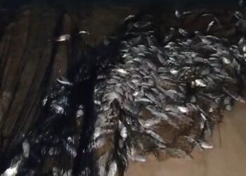 Pescadores de Cabo Frio realizam grande pescaria e chamam atenção