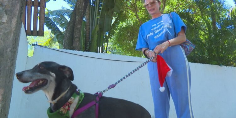 ONG cria campanha de adoção temporária de cães e gatos no Natal e Ano Novo