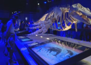 Museu do Amanhã completa 10 anos com estreia de exposição sobre oceanos