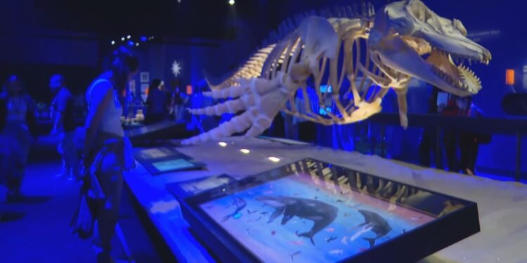 Museu do Amanhã completa 10 anos com estreia de exposição sobre oceanos