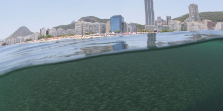 ‘Beliscam, tipo beijinho’: imagens aquáticas mostram o cardume que apareceu manchas no mar do Rio