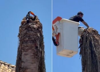 Filhotes de tucano são resgatados após caírem de ninho em Búzios