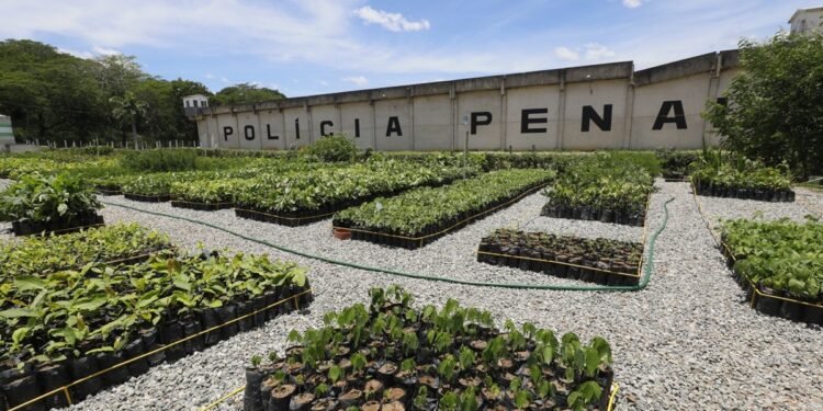 Novo viveiro florestal em presídio de Itaperuna reforça ação florestal Novo viveiro florestal em presídio de Itaperuna reforça ação florestal