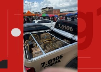 Polícia apreende mais de 50 aves comercializadas ilegalmente na região metropolitana