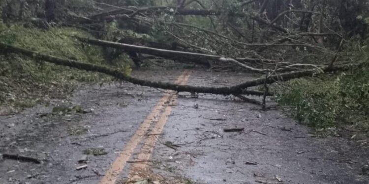Derrubamento temporal de árvores e trânsito interdita na BR-354, em Resende