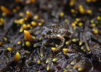 Anfíbio ameaçado de extinção é registrado em Petrópolis