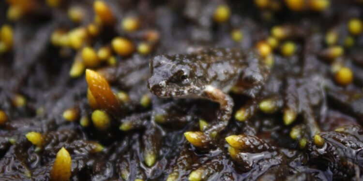 Anfíbio ameaçado de extinção é registrado em Petrópolis