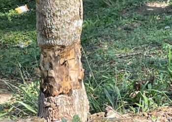 Homem suspeito de envenenar árvores está preso em Piraí