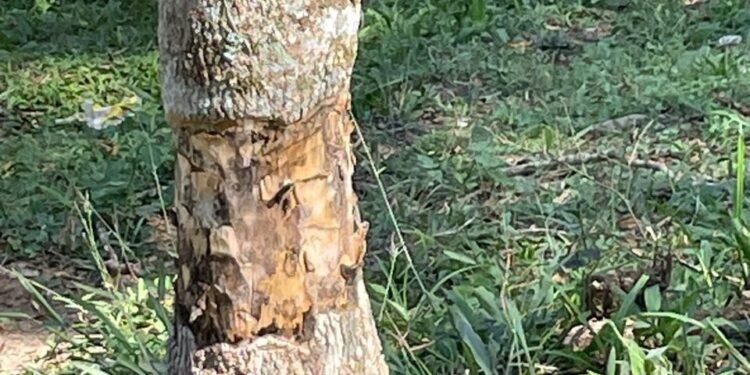 Homem suspeito de envenenar árvores está preso em Piraí