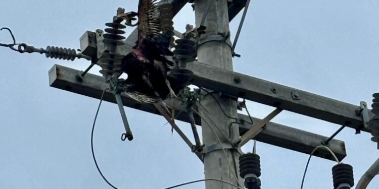 Urubu provoca curto e Defesa Civil área isolada em Arraial do Cabo