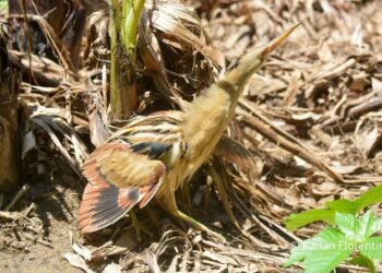 Ave rara da Mata Atlântica é registrada pela primeira vez em Barra do Piraí