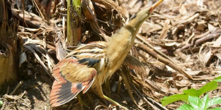 Ave rara da Mata Atlântica é registrada pela primeira vez em Barra do Piraí