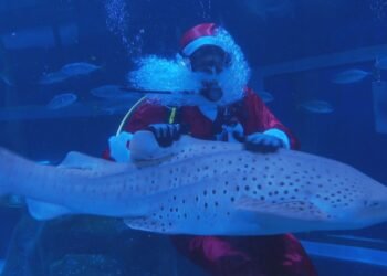 No calorão carioca, Papai Noel mergulhador se refresca entre peixes no AquaRio; VÍDEO