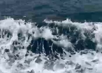 VÍDEO: Golfinhos são vistos acompanhando embarque no mar da Ilha Grande