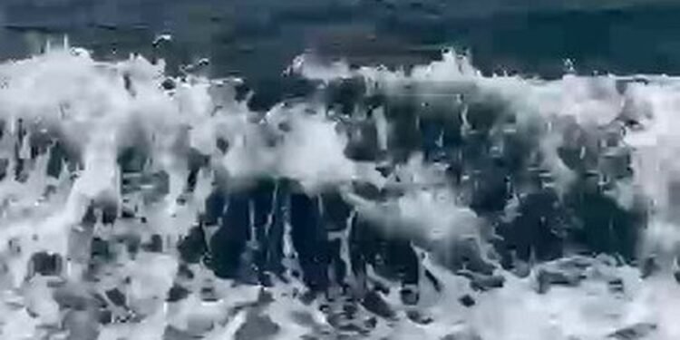 VÍDEO: Golfinhos são vistos acompanhando embarque no mar da Ilha Grande VÍDEO: Golfinhos são vistos acompanhando embarque no mar da Ilha Grande