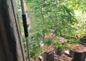 PM encontra estufa de maconha em sítio de Magé, no RJ