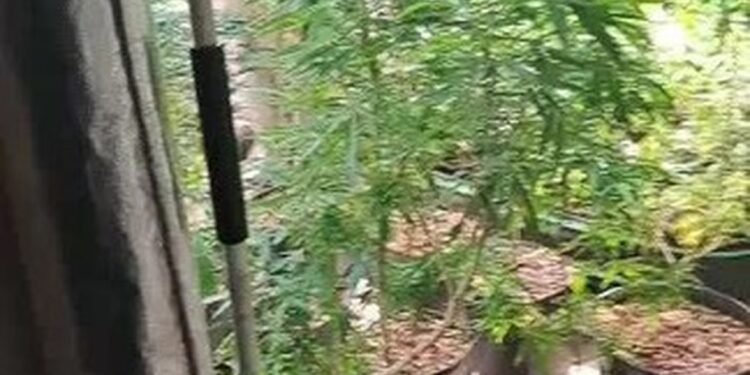 PM encontra estufa de maconha em sítio de Magé, no RJ