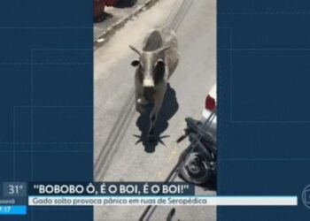 Boi solto assusta moradores de Seropédica