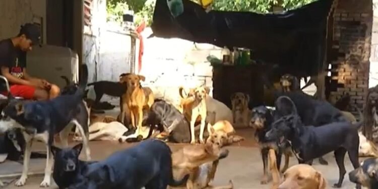 Justiça manda Teresópolis criar novo abrigo para animais