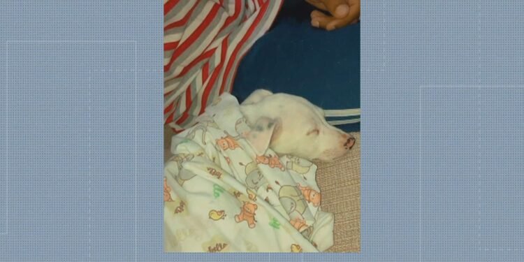 Após matar cachorro em Magé, aventuras teriam acertado tutor; ‘Veio atrás, mas o tiro não acertou’: VÍDEO