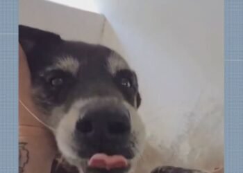 Barulho de fogos no réveillon provoca morte de cão em Vargem Grande, dizem tutores