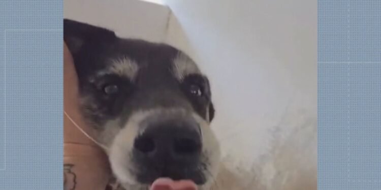 Barulho de fogos no réveillon provoca morte de cão em Vargem Grande, dizem tutores Barulho de fogos no réveillon provoca morte de cão em Vargem Grande, dizem tutores