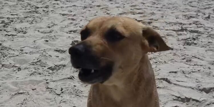 ‘Vira-lata Caramelo’ guia turístico em trilha na Praia do Peró