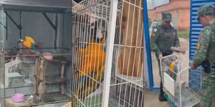 Aliado do CV forgido por tráfico de animais silvestres no RJ é preso em Minas Gerais