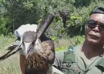 Guardas municipais devolvem gaviões, urubu e jiboia resgatados em risco para o meio ambiente