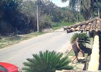 Homem é detido após abandonar filhotes de gato em frente à casa de vereador em Búzios