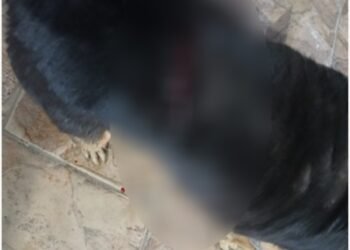 Homem está preso por suspeita de esfaquear cachorro em Volta Redonda