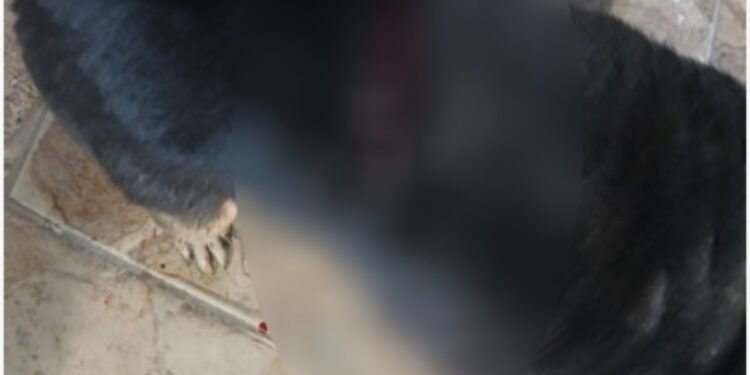 Homem está preso por suspeita de esfaquear cachorro em Volta Redonda