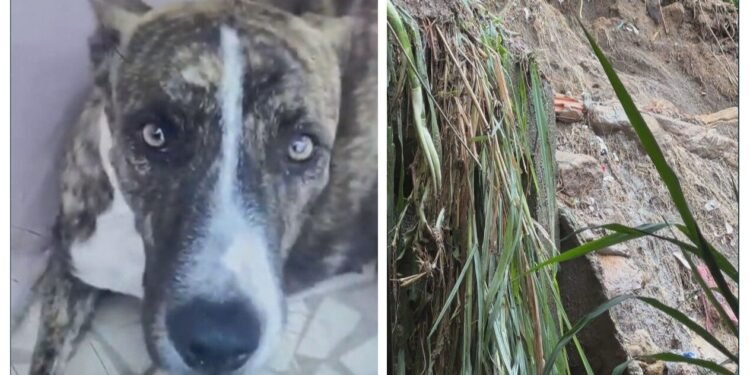 Deslização no Alemão mata cachorra, e casa é interditada