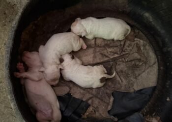 A Polícia Civil resgatou cães da raça pitbull em condições de maus-tratos em Niterói