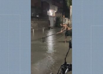 Jacaré em Caxias: Moradores tentam capturar animal